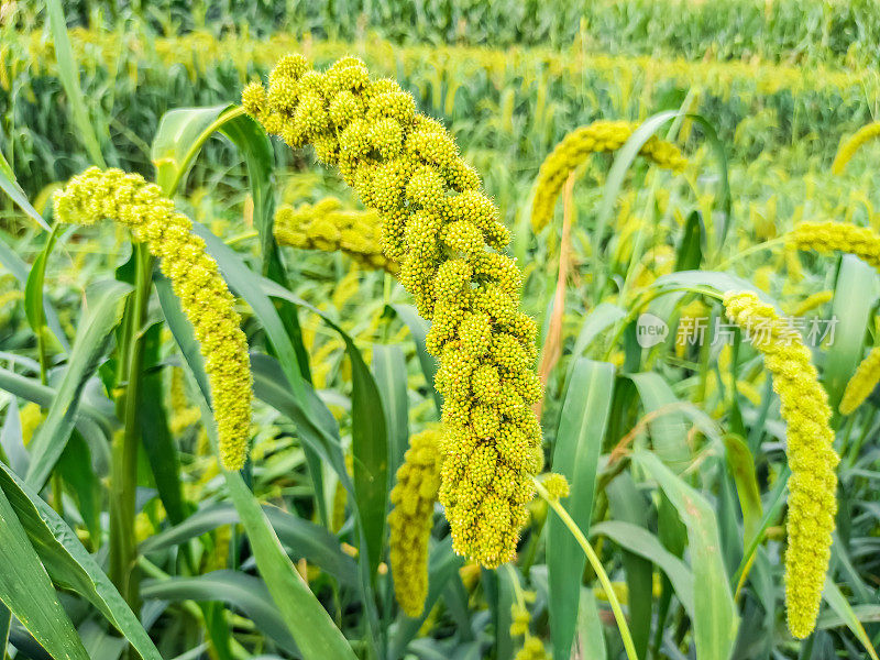 The thriving millet 繁盛するキビ